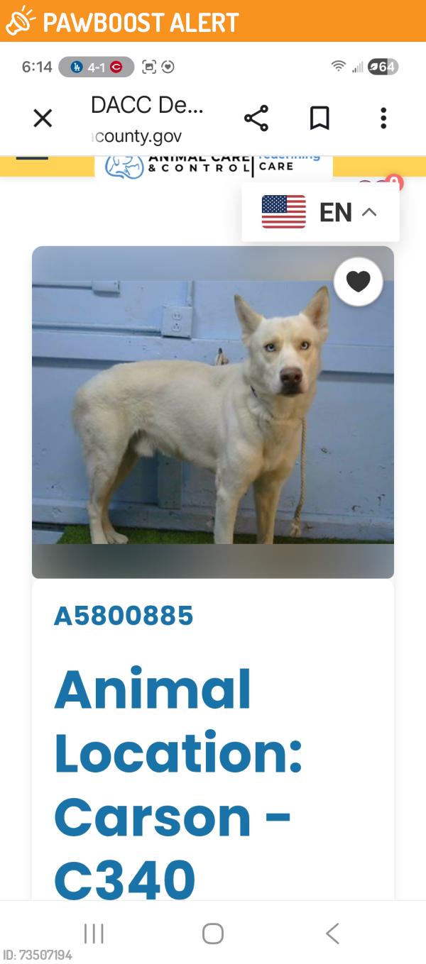 Found/Stray Male Dog last seen 134th and Figueroa in Carson, Los Angeles County, CA 90061