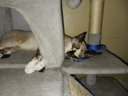 Lost Female Cat last seen Pine Street, Frackville, PA 17931