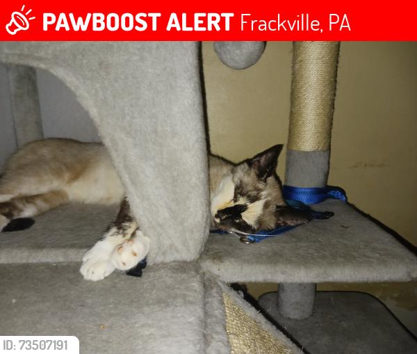 Lost Female Cat last seen Pine Street, Frackville, PA 17931