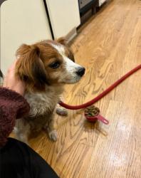 Reunited Female Dog last seen Last seen at 4th & spruce headed East, Boulder, CO 80302