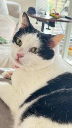 Reunited Female Cat last seen John Rofle, Gayton Road, Rigdefield Parkway area., Henrico County, VA 23233