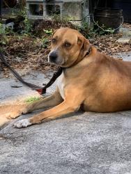 Reunited Female Dog last seen Clark Road, Orlando, FL 32818
