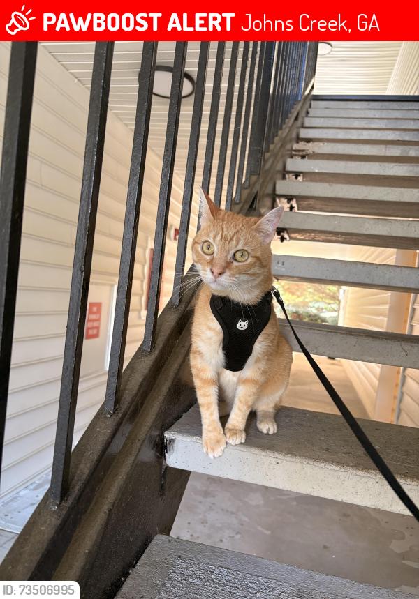Lost Male Cat last seen Publix, Dunkin’ Donuts, Burger King, Johns Creek, GA 30005