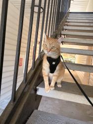 Lost Male Cat last seen Publix, Dunkin’ Donuts, Burger King, Johns Creek, GA 30005