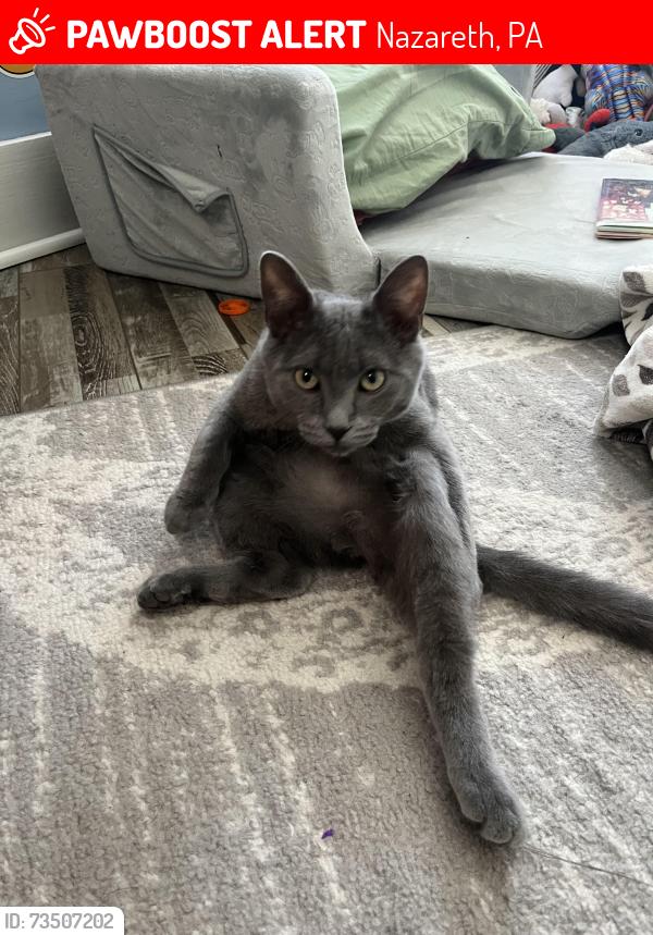 Lost Male Cat last seen Center street & Green street, Nazareth, PA 18064