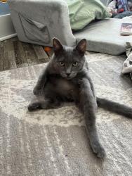 Lost Male Cat last seen Center street & Green street, Nazareth, PA 18064