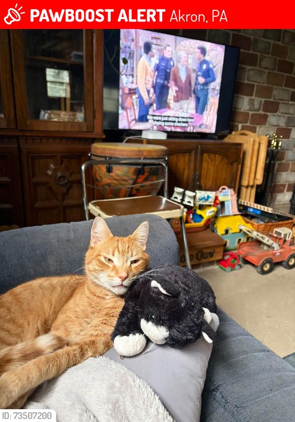 Lost Male Cat last seen Fulton Street Akron PA, Akron, PA 17501