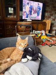 Lost Male Cat last seen Fulton Street Akron PA, Akron, PA 17501