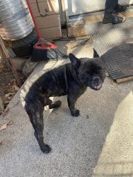Found/Stray Male Dog last seen Marysville Blvd, Sacramento, CA 95838