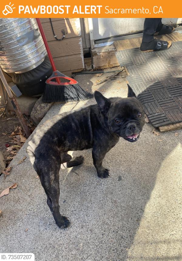 Found/Stray Male Dog last seen Marysville Blvd, Sacramento, CA 95838