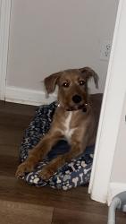 Reunited Male Dog last seen Near Triangle Automotive Repair, Waynesville, NC 28786