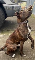 Lost Female Dog last seen Hwy 99 and Roosevelt, Eugene, OR 97402