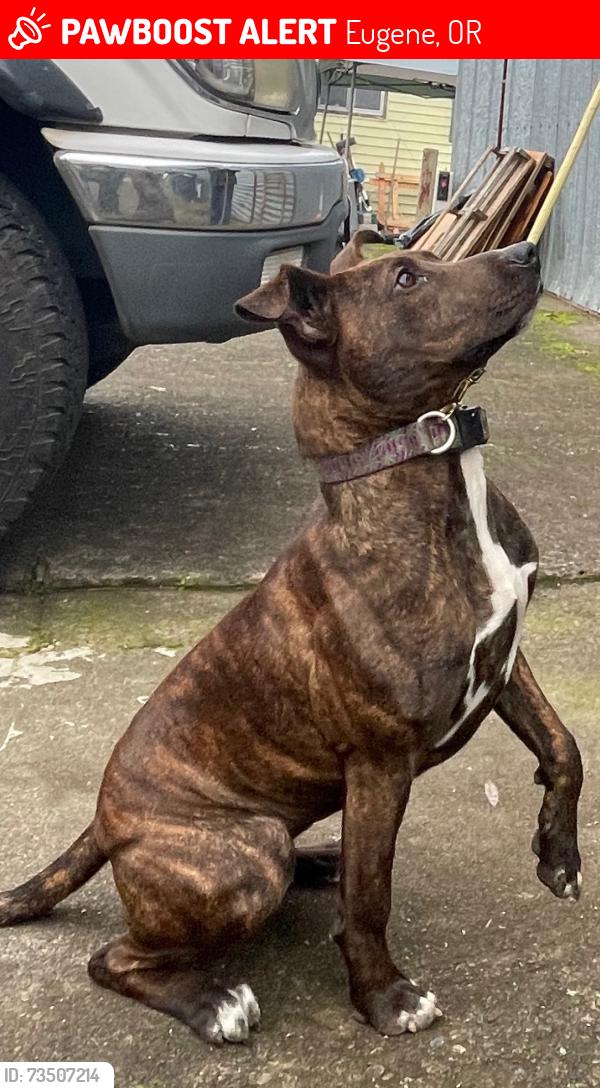 Lost Female Dog last seen Hwy 99 and Roosevelt, Eugene, OR 97402