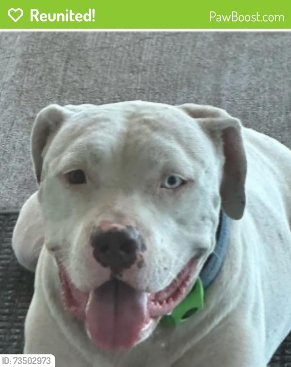 Reunited Male Dog last seen Orem and Buffalo Speedway, Houston, TX 77045