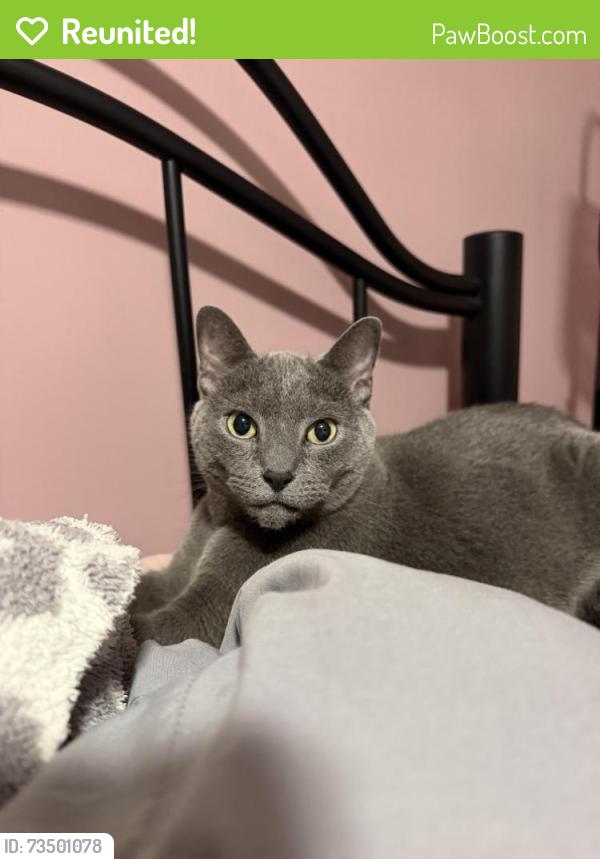 Reunited Male Cat last seen Near Spadina Ave, Hamilton, ON L8M 2X1