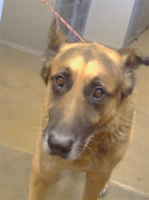 Shelter Stray Male Dog last seen FLORIN RD/FLORIN PERKINS RD, 95828, 3839 Bradshaw Rd, Sacramento, CA 95827, USA