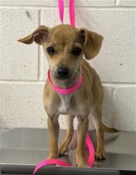 Shelter Stray Female Dog last seen ORANGE AND HIGHLAND, 333 Chandler Pl, San Bernardino, CA 92408, USA