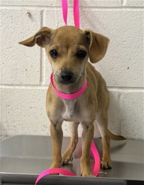 Shelter Stray Female Dog last seen ORANGE AND HIGHLAND, 333 Chandler Pl, San Bernardino, CA 92408, USA