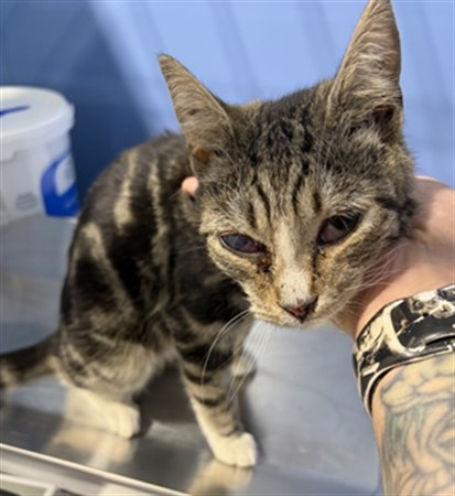 Shelter Stray Male Cat last seen , 333 Chandler Pl, San Bernardino, CA 92408, USA