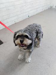 Shelter Stray Male Dog last seen S RIVERSIDE AVE & SAN BERNARDINO FWY E, BLOOMINGTON, CA, 92316, USA, 333 Chandler Pl, San Bernardino, CA 92408, USA