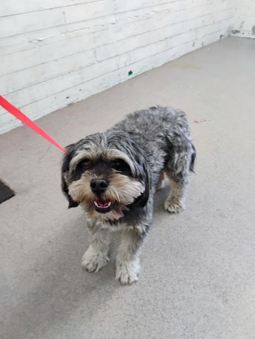 Shelter Stray Male Dog last seen S RIVERSIDE AVE & SAN BERNARDINO FWY E, BLOOMINGTON, CA, 92316, USA, 333 Chandler Pl, San Bernardino, CA 92408, USA