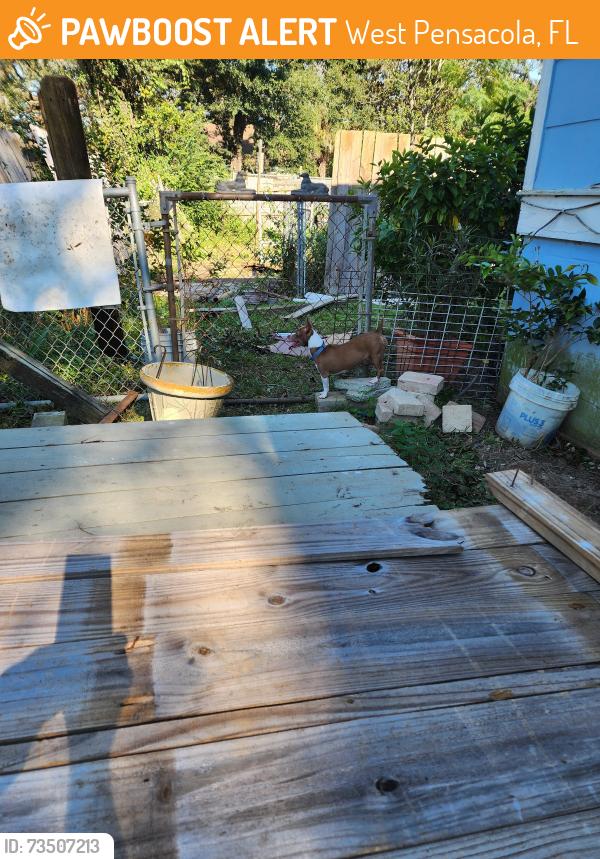 Found/Stray Female Dog last seen Lynch str and Jackson str, West Pensacola, FL 32505