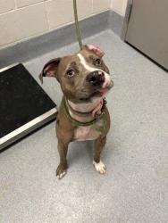 Shelter Stray Female Dog last seen SOUTHPORT, 5001 E Raymond St, Indianapolis, IN 46203, USA
