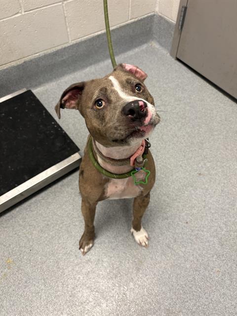 Shelter Stray Female Dog last seen SOUTHPORT, 5001 E Raymond St, Indianapolis, IN 46203, USA