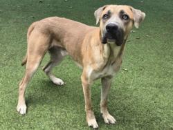 Shelter Stray Male Dog last seen , 14409 Vanowen St, Van Nuys, CA 91405, USA