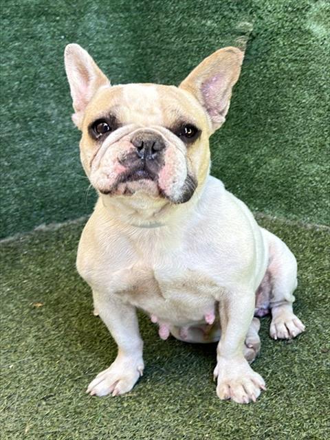 Shelter Stray Female Dog last seen , 5210 W Ave I, Lancaster, CA 93536, USA