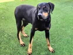 Shelter Stray Male Dog last seen , 14409 Vanowen St, Van Nuys, CA 91405, USA