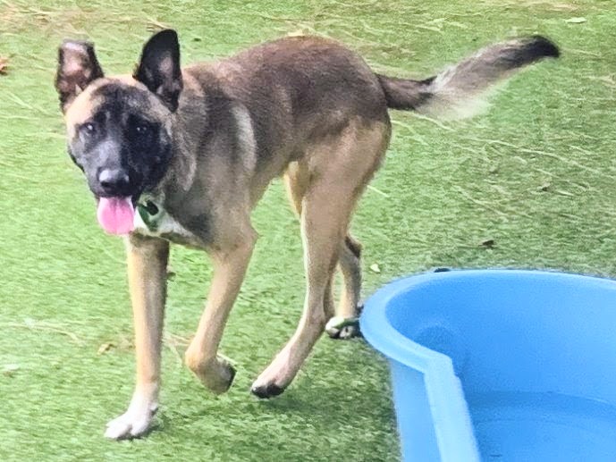 Shelter Stray Male Dog last seen , 14409 Vanowen St, Van Nuys, CA 91405, USA