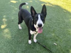 Shelter Stray Female Dog last seen , 14409 Vanowen St, Van Nuys, CA 91405, USA