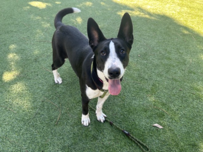 Shelter Stray Female Dog last seen , 14409 Vanowen St, Van Nuys, CA 91405, USA