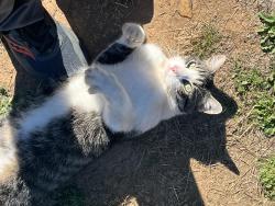Found/Stray Unknown Cat last seen Brown Rd, Salt Creek, Dallas, OR 97338