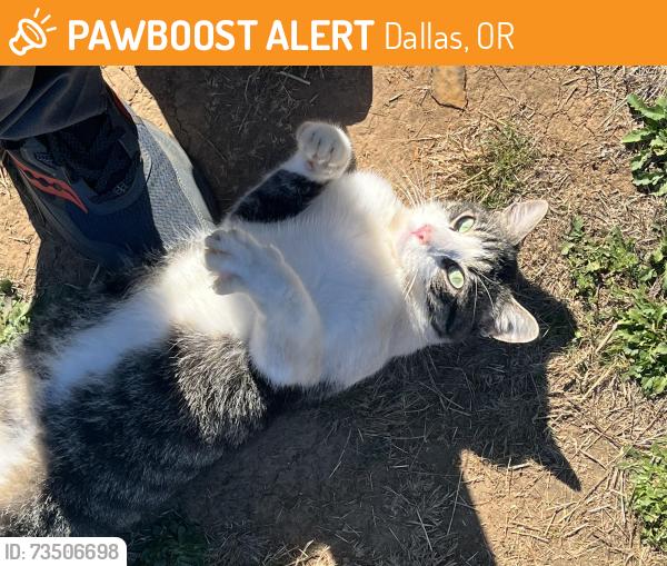 Found/Stray Unknown Cat last seen Brown Rd, Salt Creek, Dallas, OR 97338