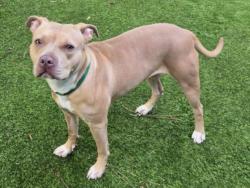 Shelter Stray Female Dog last seen , 14409 Vanowen St, Van Nuys, CA 91405, USA