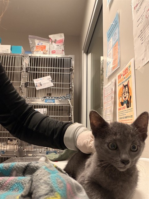 Shelter Stray Female Cat last seen Near BLOCK DE WAIDE AVE, HEMET CITY, 581 S Grand Ave, San Jacinto, CA 92582, USA