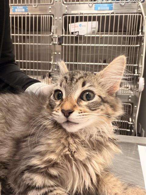 Shelter Stray Female Cat last seen Near BLOCK DE WAIDE AVE, HEMET CITY, 581 S Grand Ave, San Jacinto, CA 92582, USA