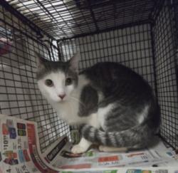 Shelter Stray Male Cat last seen , 14409 Vanowen St, Van Nuys, CA 91405, USA