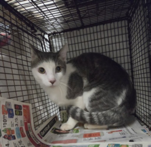Shelter Stray Male Cat last seen , 14409 Vanowen St, Van Nuys, CA 91405, USA