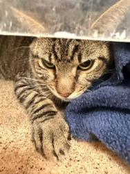 Shelter Stray Unknown Cat last seen Near BLOCK DE WAIDE AVE, HEMET CITY, 581 S Grand Ave, San Jacinto, CA 92582, USA