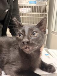 Shelter Stray Male Cat last seen Near BLOCK DE WAIDE AVE, HEMET CITY, 581 S Grand Ave, San Jacinto, CA 92582, USA