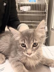 Shelter Stray Female Cat last seen Near BLOCK DE WAIDE AVE, HEMET CITY, 581 S Grand Ave, San Jacinto, CA 92582, USA