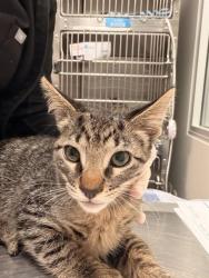 Shelter Stray Male Cat last seen Near BLOCK DE WAIDE AVE, HEMET CITY, 581 S Grand Ave, San Jacinto, CA 92582, USA