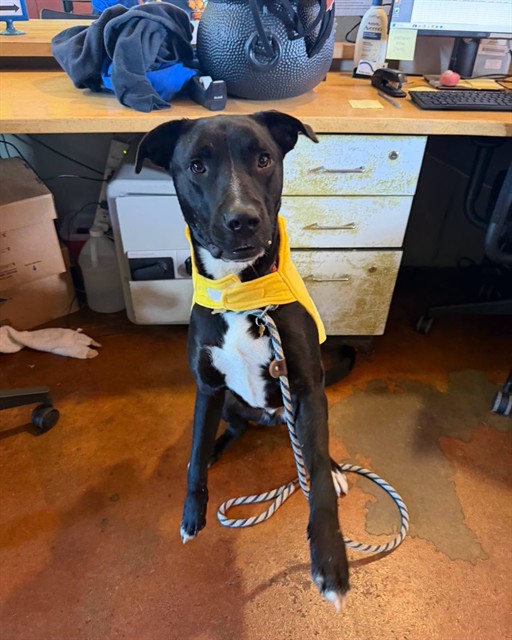 Shelter Stray Male Dog last seen Near BLOCK ALGONQUIN PKWY, 3528 Newburg Rd, Louisville, KY 40218, USA