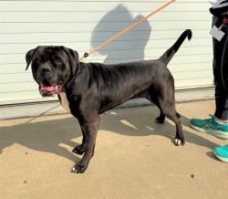 Shelter Stray Female Dog last seen Near BLK ACCOMACK DR, 3528 Newburg Rd, Louisville, KY 40218, USA
