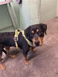 Shelter Stray Female Dog last seen W EL CAMINO AVE & UNNAMED RD, 2127 Front St, Sacramento, CA 95818, USA