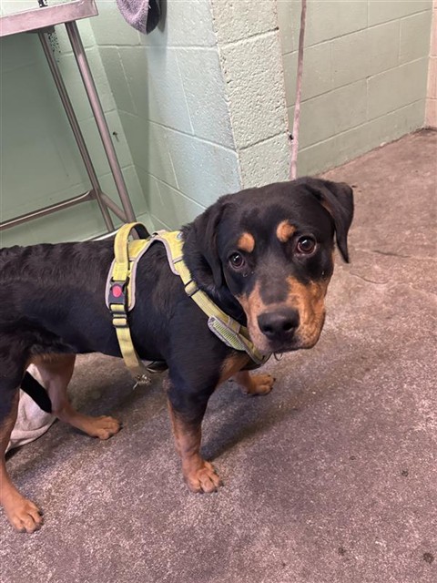 Shelter Stray Female Dog last seen W EL CAMINO AVE & UNNAMED RD, 2127 Front St, Sacramento, CA 95818, USA