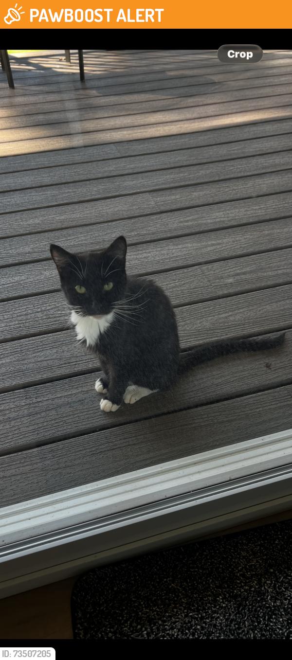 Found/Stray Female Cat last seen Rutherford Road and N Hwy 101, Greenville County, SC 29651